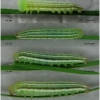 coen leander larva2 volg